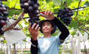 夏黑葡萄上市 甜蜜助阵“苏超”